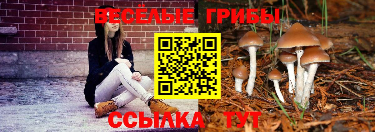 Псилоцибиновые грибы GOLDEN TEACHER  Вход с VPN  Тара  Галлюциногенные грибы Cubensis 